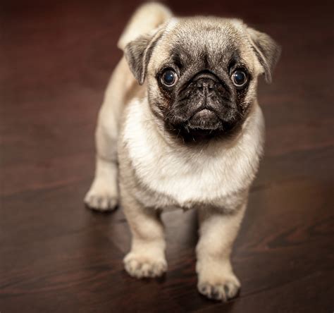 Pug Dog Breed Information Facts And Pictures Dog Lover India