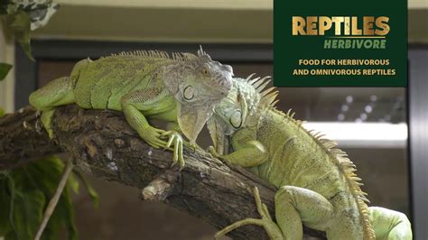 Reptiles Herbivore Food For Herbivorous And Omnivorous Reptiles