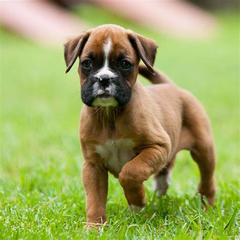 1 Boxer Puppies For Sale In Florida