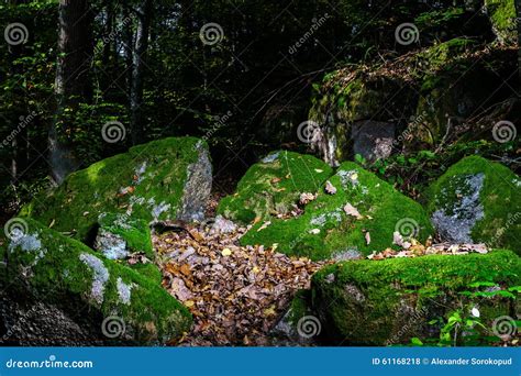 Beautiful Turf Covered Stones With Green Moss In Magic Forest Royalty