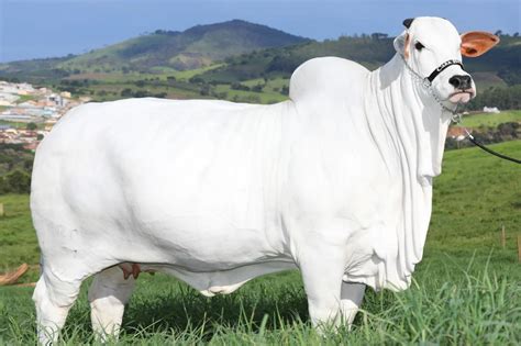 Meet The Worlds Most Expensive Cow Worth Over 1 Billion