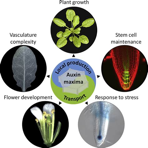 Local Auxin Biosynthesis Is A Key Regulator Of Plant Development