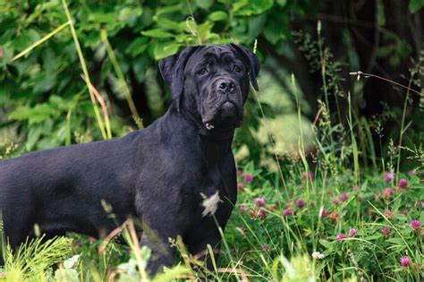Cane Corso: All About This Confident Dog Breed