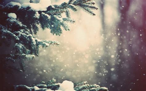 Winter Trees Branch Snowy Peak Snow Wallpapers Hd Desktop And