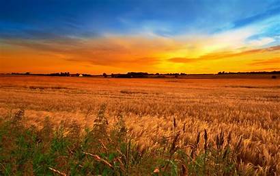 Field Wheat Sky Sunset Plants Nature Wallpapers13