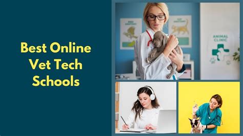 Vet Tech Schools Admissions Courses And Scholarships