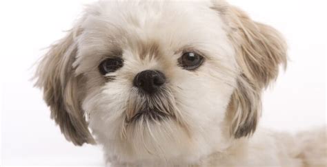Shih Tzu Planet The Ultimate Guide To Taking Care Of Your Shih Tzu Dog