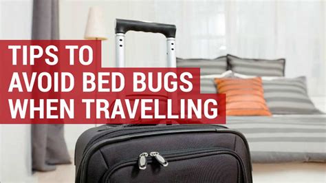 How To Get Rid Of Bed Bugs When Traveling Hanaposy