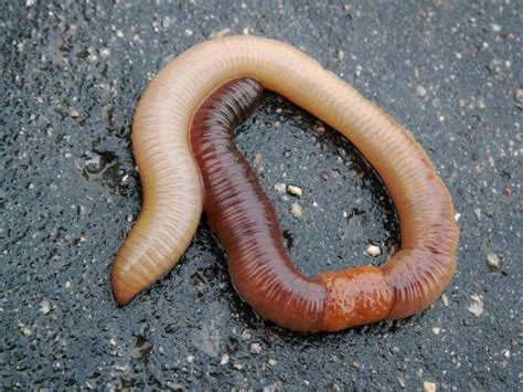 If You Cut A Worm In Half Will It Become Two Worms Jakes Nature Blog