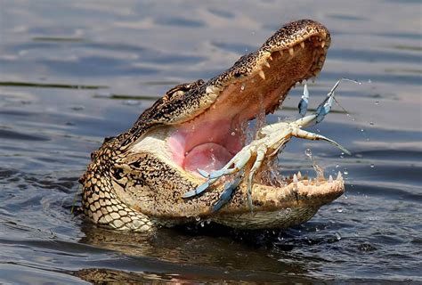 An Alligator Snatches Up A Blue Crab At Huntington Beach State Park In