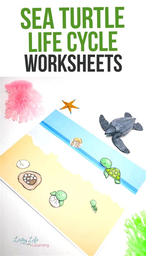 Sea Turtle Life Cycle Worksheet