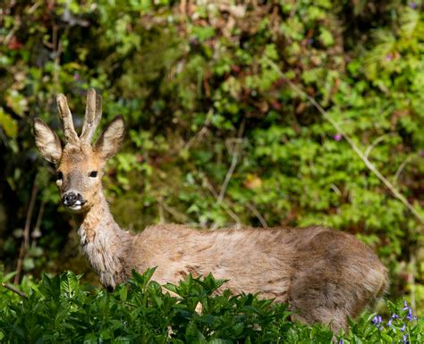 Flickriver Photoset Animals By Mukumbura