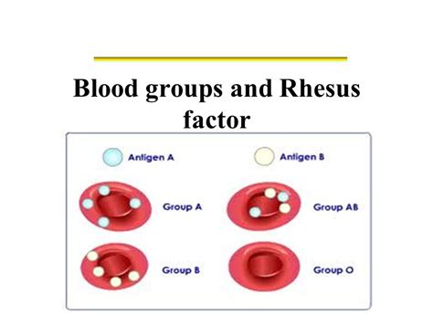 Blood Groups Rh Blood Groups Erythroblastosis Fetalis And Importance