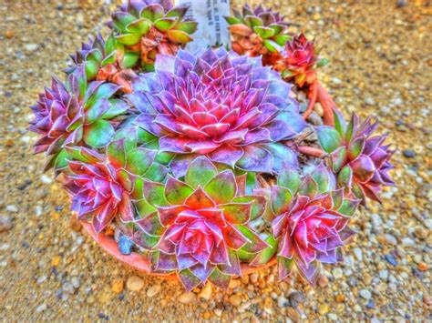 The Fascinating World Of Hens And Chicks Cactus Succulent Source