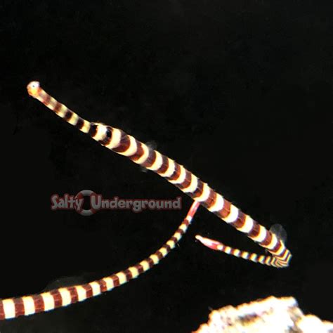 Salty Underground Banded Pipefish Doryrhamphus Dactylophorus