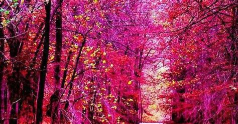 Pink Forest Ireland Pink Forest Ireland The World Of Nevermore