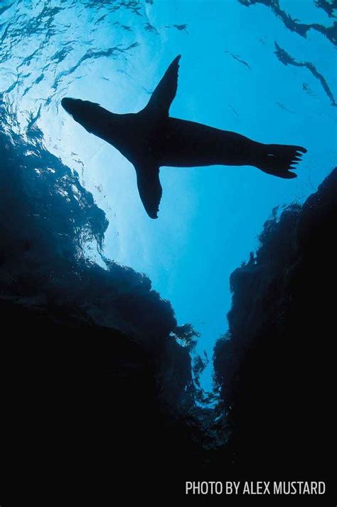 Underwater Photography Tips Utilizing Color Sport Diver