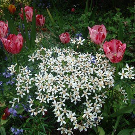 See more ideas about shrubs, plants, garden shrubs. Choisya ternata - Genesis Plant Marketing Ltd