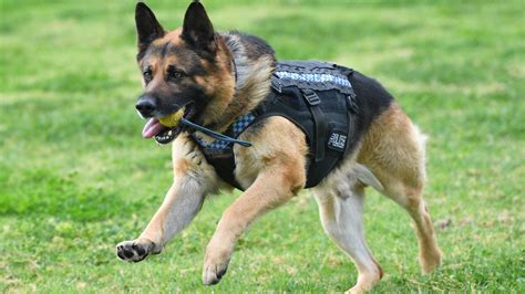 Police Dog Ice Retires Alongside Handler After Seven Years With Sapol