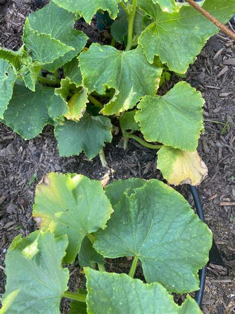 Causes Of Cucumber Leaves Turning Yellow Plants Craze