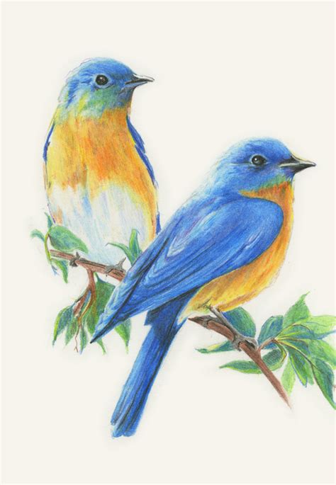 Diane Wright Art Journal Colored Pencil Birds Drawing Kits Painting