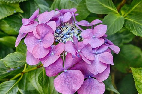 Lacecap Hydrangea Pink