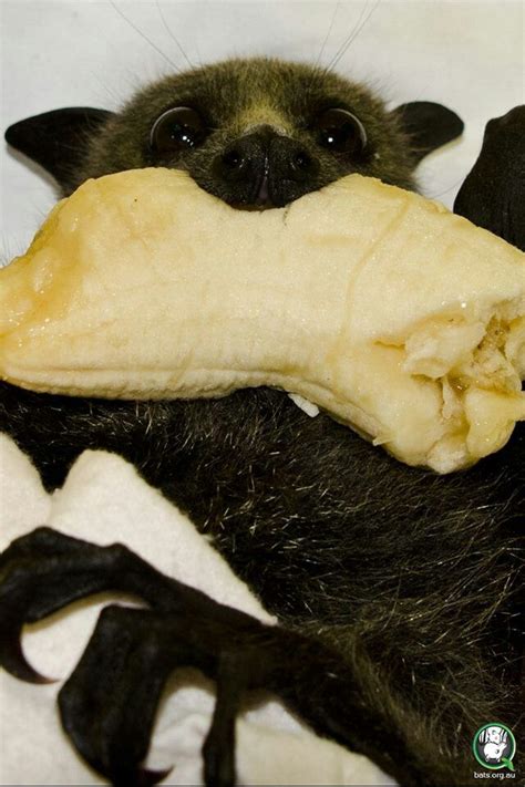Bat With Banana Cute Little Animals Cute Funny Animals Murcielago