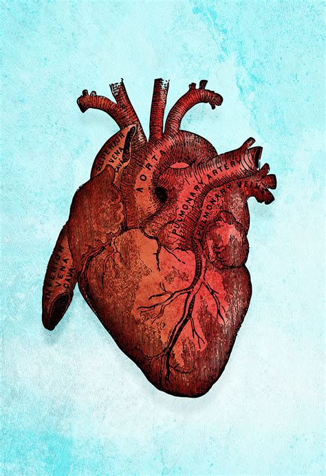 Medical Illustration Vintage Victorian Human Heart Anatomy Poster 18x24