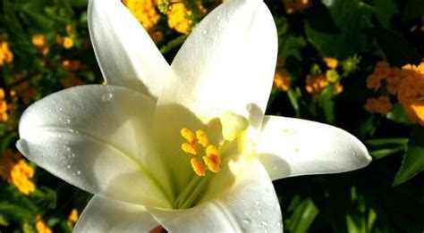 White Lily Flowers Photo 7656567 Fanpop