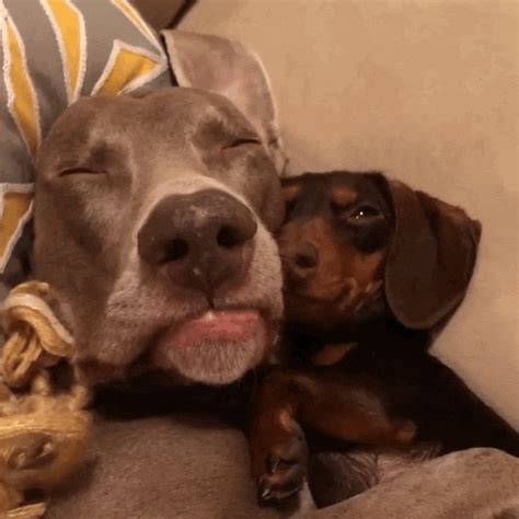 How To Tell What Your Dogs Kisses Really Mean