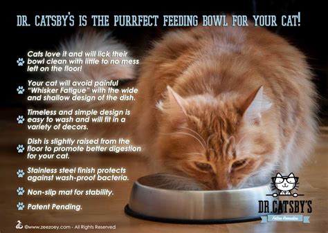 Plenty of cat parents have found success by feeding their there are also a handful of new specialized cat bowls being sold as whisker friendly, ergonomically designed not to stimulate the whiskers during eating. No More Whisker Fatigue for Your Cat with the Dr. Catsby's ...