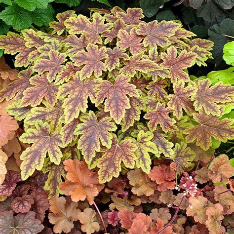 It's a similar story in the garden, where trees, buildings, fences, and other structures create shady spots where it seems like nothing will grow. New Shade-Loving Perennial Varieties for 2013 | Beautiful ...