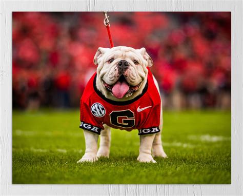 Uga Georgia Bulldogs Uga X Mascot Photo Picture Print Etsy