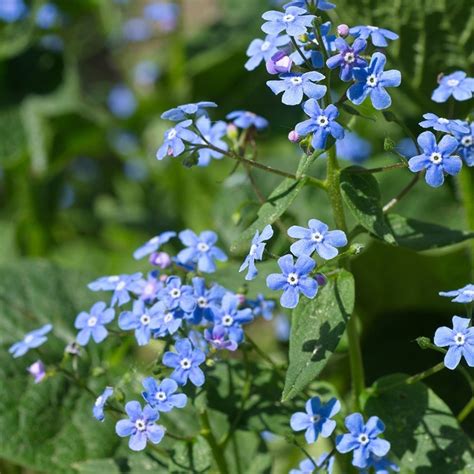 Buy Siberian Bugloss Brunnera Macrophylla £699 Delivery By Crocus