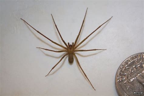 Brown Recluse Spiders Loxosceles Reclusa Stock Photography By Dan