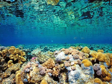 Arrecife De Coral Fondos De Pantalla Hdarrecife De Coralarrecife