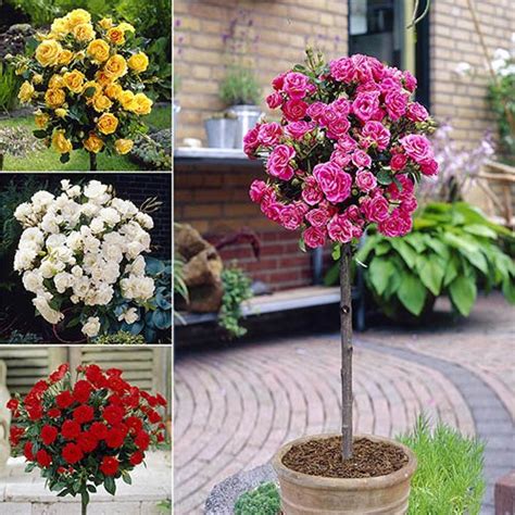 Maybe you would like to learn more about one of these? Patio Standard Rose Collection with Decorative Planters ...