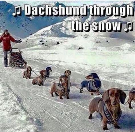 Dachshund Through The Snow Dachshund Funny Dachshund Breed Long
