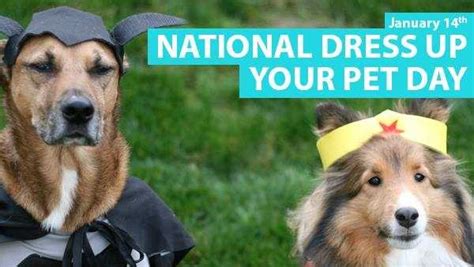 History, top tweets in canada, 2021 date, facts, and things to do. Photos: National Dress Up Your Pet Day