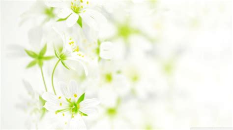 White Flower Wallpaper ·① Wallpapertag