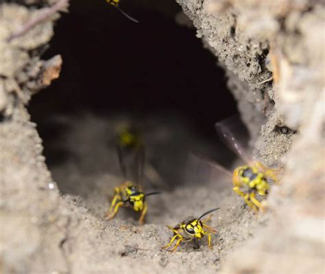 The Best Yellow Jacket Traps For 2021 Reviewed · Kill The Wasps