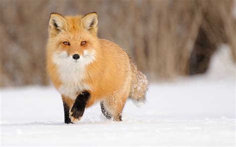 Fox Landscape Animals Snow Wallpapers Hd Desktop And