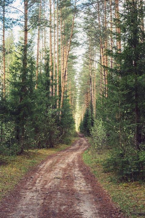 Forest Path In Spring European Spruce And Pine Forest Stock Photo