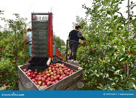 Apple Harvesting Workers On A Modern Machine Harvest Apples On The Plantation Stock Image