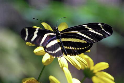 Zebra Butterfly Photograph By Richard Jenkins
