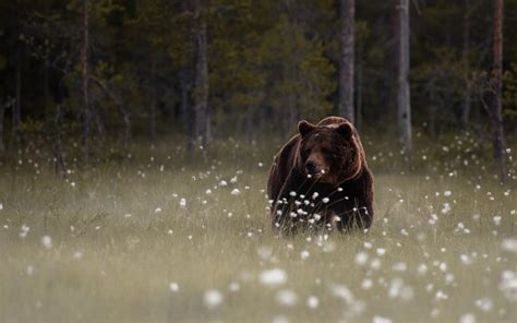 Brown Bear Animals Mammals Forest Bears Hd Wallpaper Wallpaper Flare