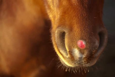What Causes Warts On A Horses Nose How To Prevent This From