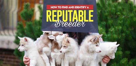 How To Find A Reputable Dog Breeder And Identify Good Local Breeders