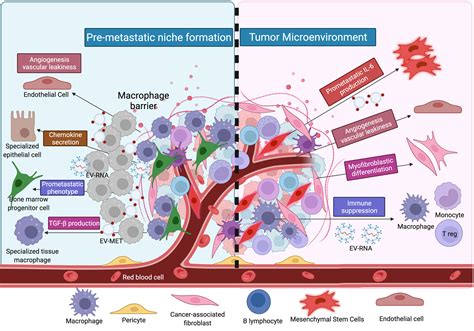 Frontiers Delineating The Role Of Extracellular Vesicles In Cancer
