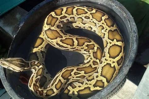 Burmese Python Care Sheet Complete Guide